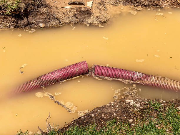 Best Local water damage restoration  in Shamrock, TX